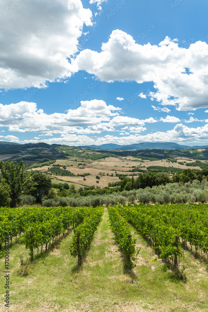 Obraz premium Scenic Vineyard Landscape in Tuscany, Italy, featuring Rolling Hills and Cloudy Sky