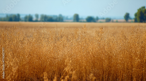 Golden flax plants in a rural field during the harvest