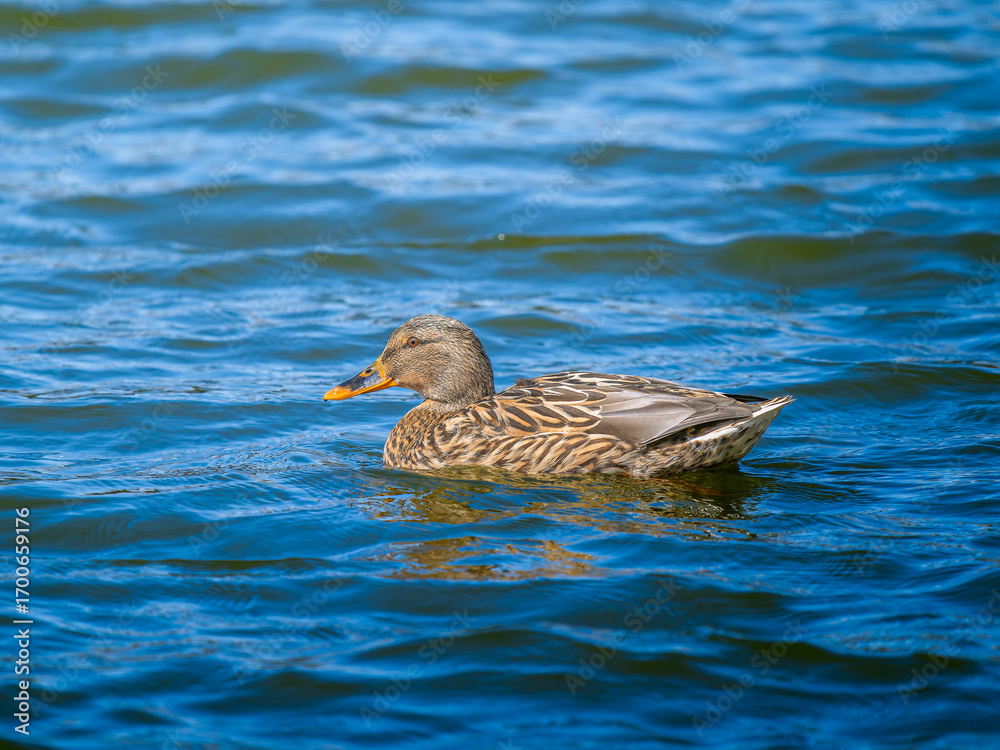 Fototapeta premium 池を泳ぐマガモ