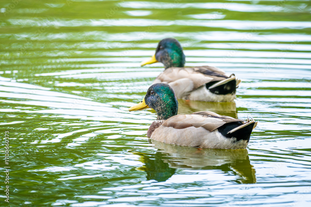 Fototapeta premium 池を泳ぐマガモ
