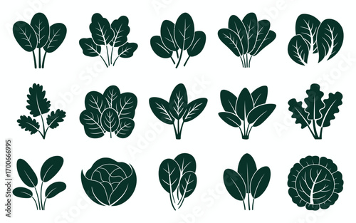 Vector art of collection of green leafy vegetables