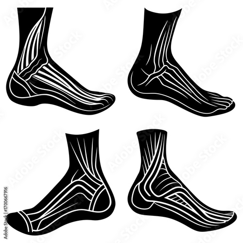 Anatomical illustration showing four views of the human foot with muscle and tendon structure shown