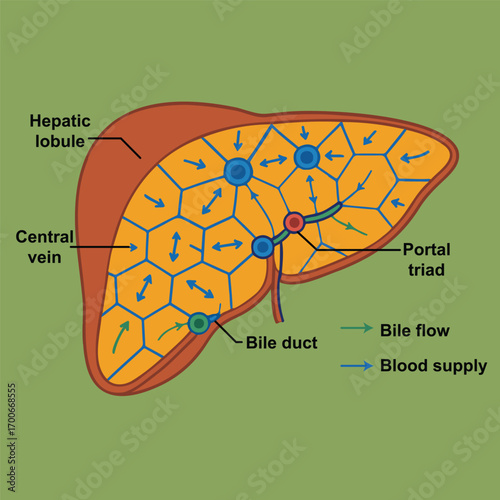 Human Liver Anatomy Illustration with Lobule Structure