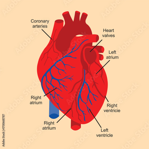 Human Heart Anatomy Diagram with Labels
