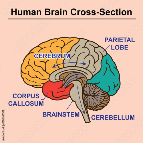 Labeled Human Brain Cross-Section Diagram