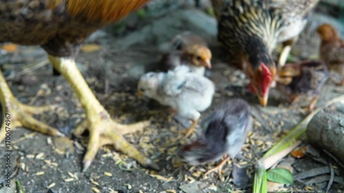 Male and female chickens feeding with baby chicks on the ground