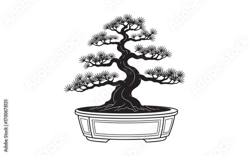 Elegant bonsai tree in a pot against a white backdrop on white background