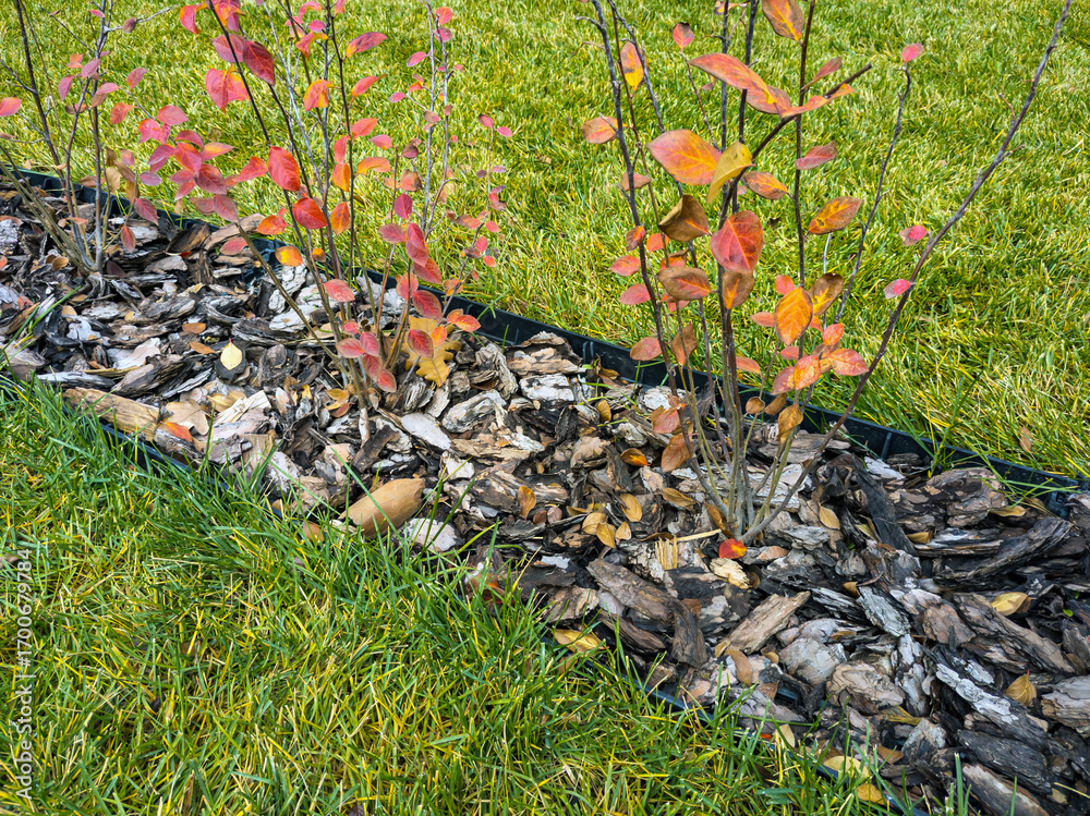 Obraz premium Planting ornamental shrubs in a specially prepared trench with subsequent mulching