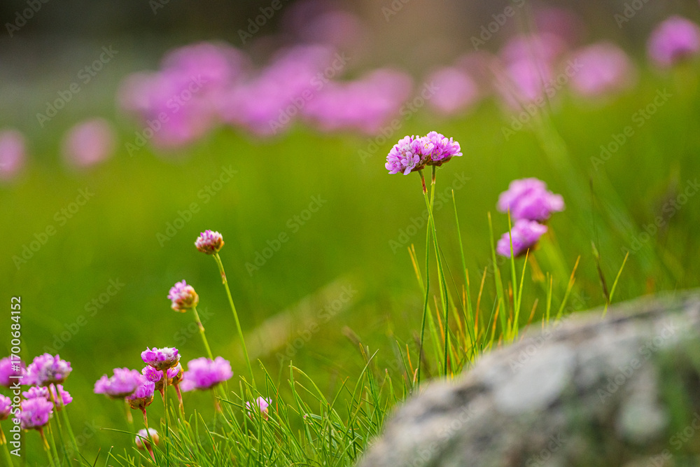 Obraz premium Lonely pink sea thrift flower with blurred background.