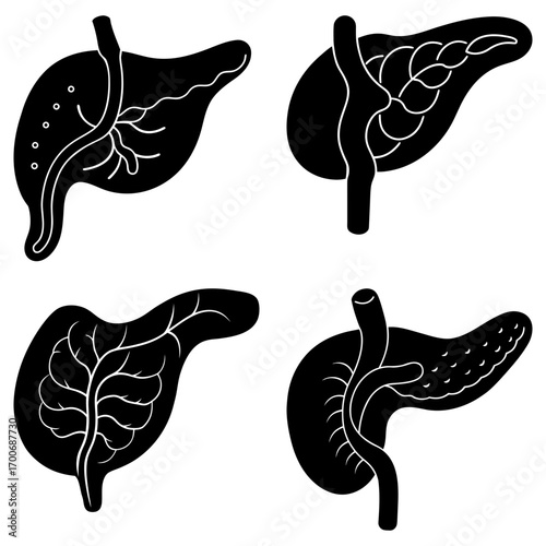 Four black and white anatomical illustrations of livers and pancreases with vein structure details shown