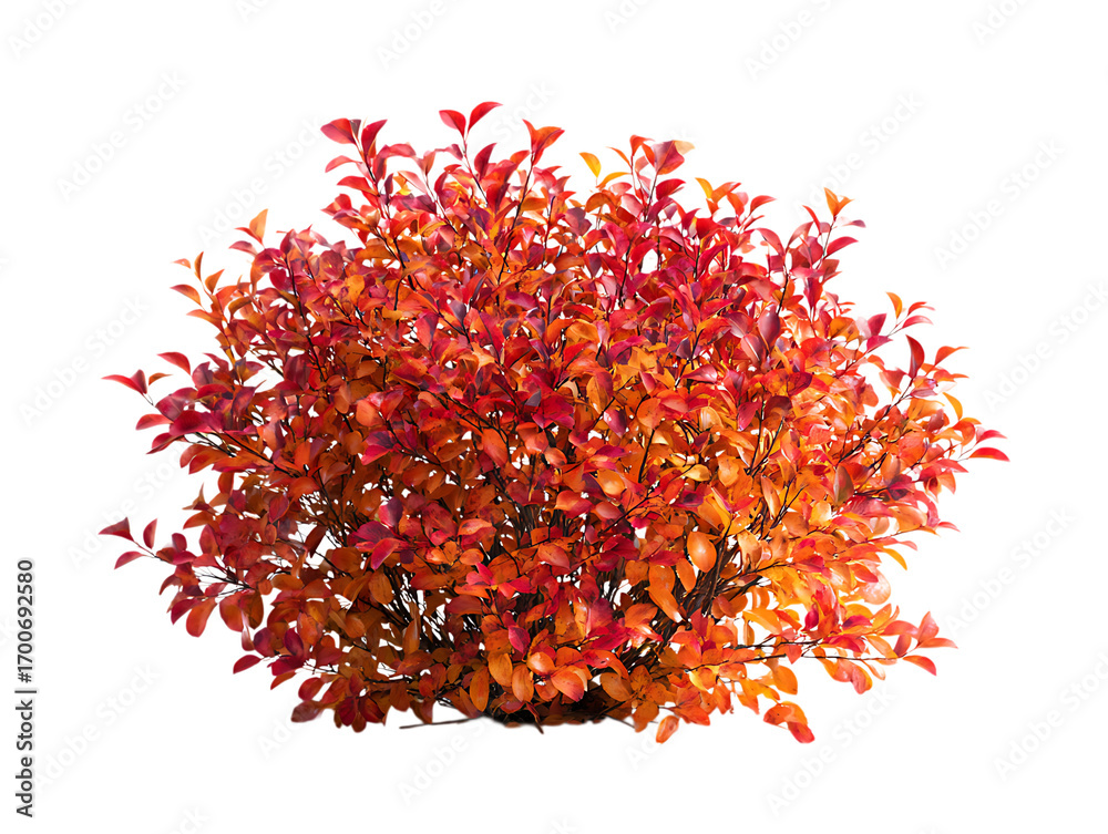 Naklejka premium Round bush with vibrant red and orange autumn leaves on white background.