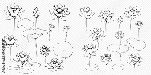 A collection of hand-drawn lotus flowers, buds, leaves, and seed pods in various stages of growth, depicted as black outline illustrations.