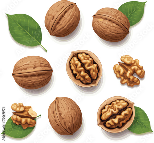 Fresh Walnuts with Cracked Shells and Green Leaves Vector Illustration