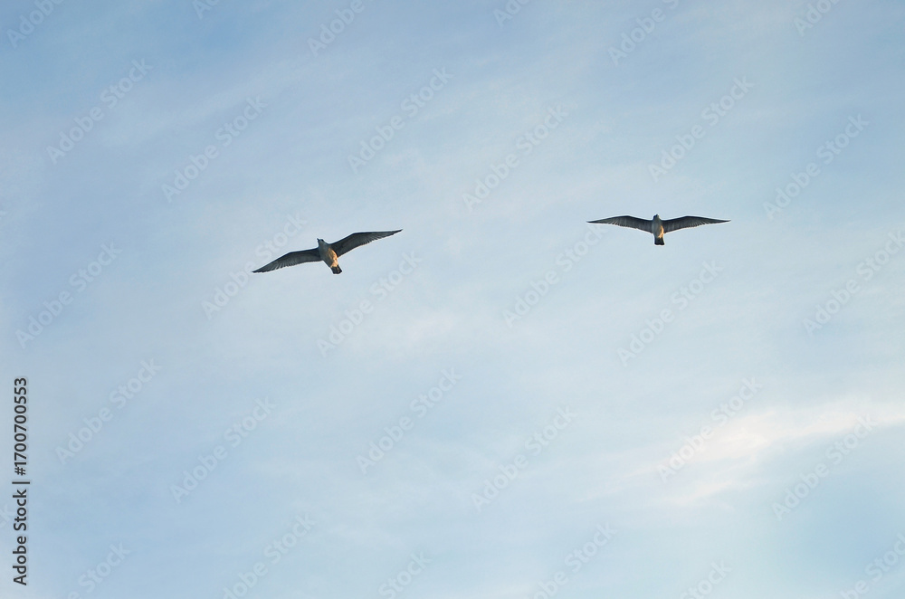 Obraz premium two wild seagulls soar high in the blue sky .Nature, fauna ,wild birds ,seagulls in flight , wildlife protection ,freedom concept.