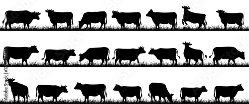 silhouettes of cows on a white background. Vector illustration.
