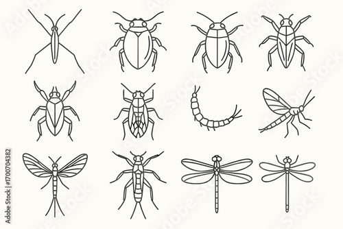 Water Insect Icons. Line style icons of water insects: water strider, diving beetle, water boatman, backswimmer; giant water bug,