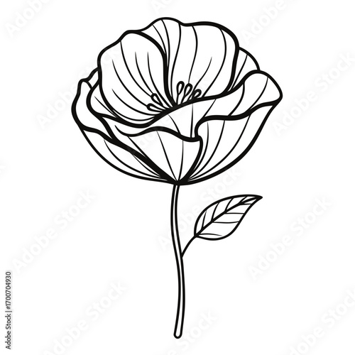 sketch poppy flower icon