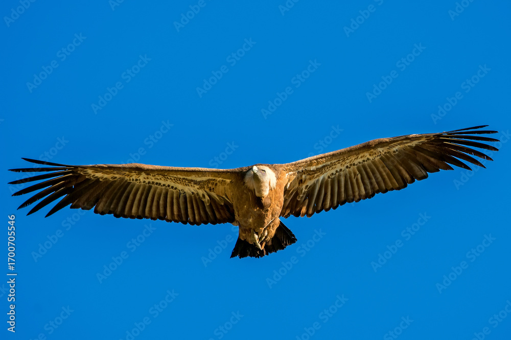 Obraz premium Buitre leonado en vuelo, en el parque natural de Cazorla, Segura y Las Villas.