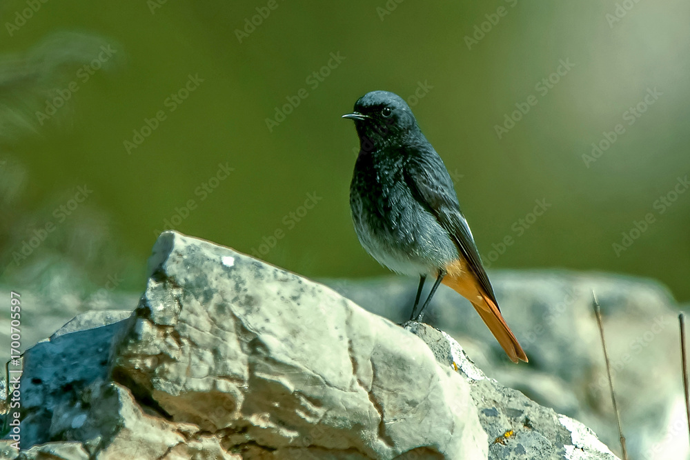 Fototapeta premium Colirrojo tizón, en el parque natural de Cazorla, Segura y Las Villas.