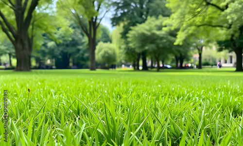 green grass in the Village Image HD Downlode  