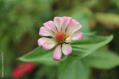 macro photo of a white zinnia flower with beautiful purple gradations, located next to a rice field
