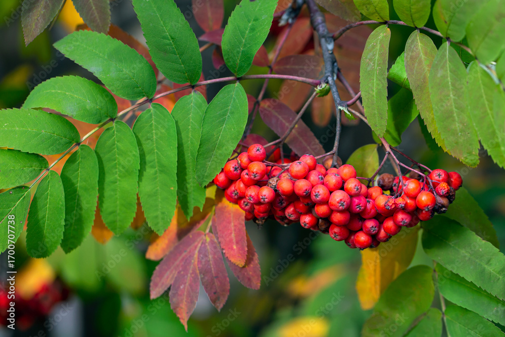Fototapeta premium Ripe rowan berries and colorful rowan leaves in autumn. Medicinal plant. Beauty of nature. Autumn background.