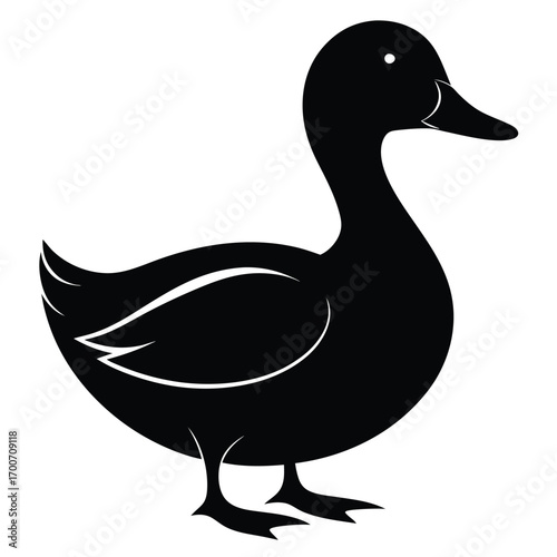 duck isolated on white background