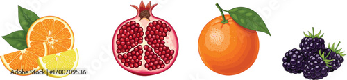 Colorful vector illustration of sliced oranges, juicy pomegranate with seeds, fresh orange with leaf, and blackberry cluster for healthy organic fruit design
