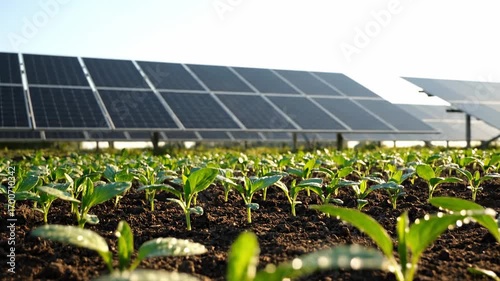 Agrivoltaics: Young Plants Growing Under Solar Panels - Close-up view of lush green seedlings thriving in rich soil, with a blurred background showcasing a row of solar panels.