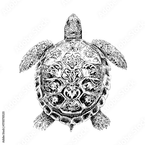 Detailed sea turtle illustration black and white line art drawing ocean animal marine life nautical wildlife art 100