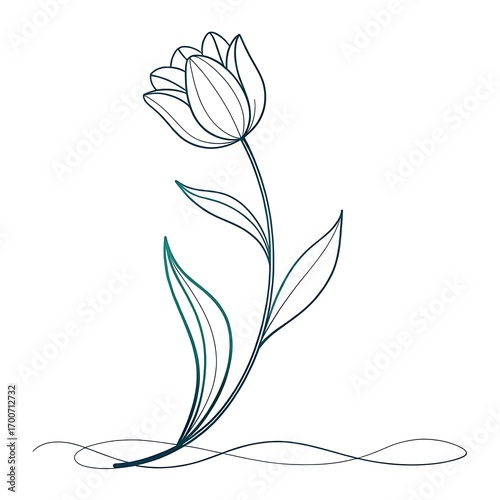 tulip