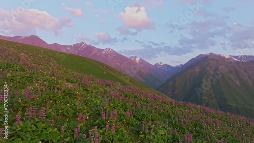 Mountain pasture slope in Kyrgyzstan covered with purple flowers at sunset.