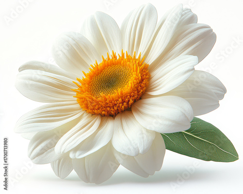 Hyperrealistic white daisy with yellow center isolated on pure white background showcasing detailed petals and green leaf