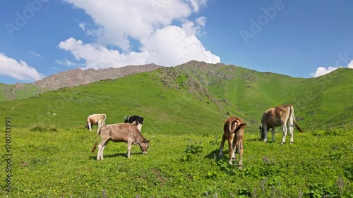 Cows grazing on green pasture in mountains of Kyrgyzstan at sunny summer day.