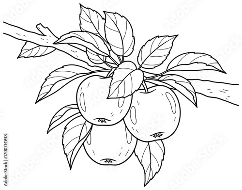Apple branch vector illustration with three ripe fruits and detailed leaves on a wooden stem created in clean cartoon outline style perfect for coloring pages, decorative artwork, and design projects