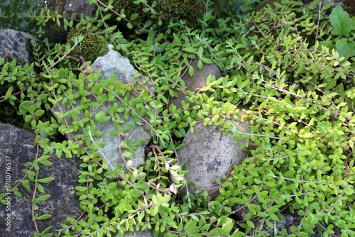 Bild auf Leinwand Sedum sarmentosum grows in nature