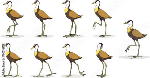 vector illustration of jacana funny cute cartoon mascot character cartoon with 9 poses 