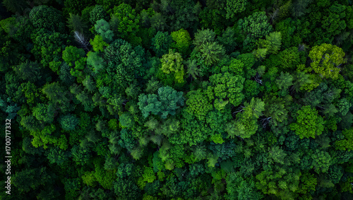 An aerial view reveals a dense, verdant forest canopy, showcasing a rich tapestry of green trees stretching as far as the eye can see