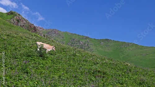 beige cow is grazing on green mountain slope pasture in Kyrgyzstan at sunny day