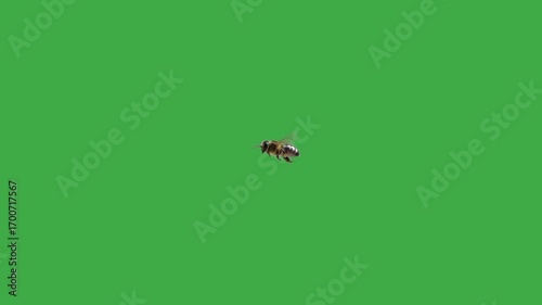 flying bee along green screen