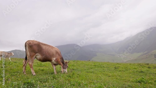 cow with calf are grazing on green foothill top in front of misty mountains at rainy day in Kyrgyzstan