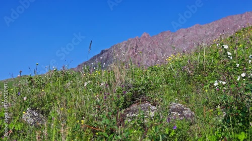 A stunning view of a colorful mountain backdrop adorned with blooming wildflowers under a clear blue sky in Kyrgyzstan
