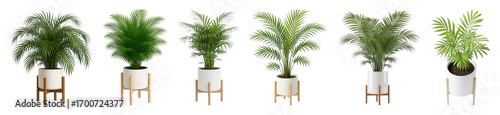 Potted palm plants set featuring different sizes and foliage isolated. Modern indoor greenery for home and office decor.