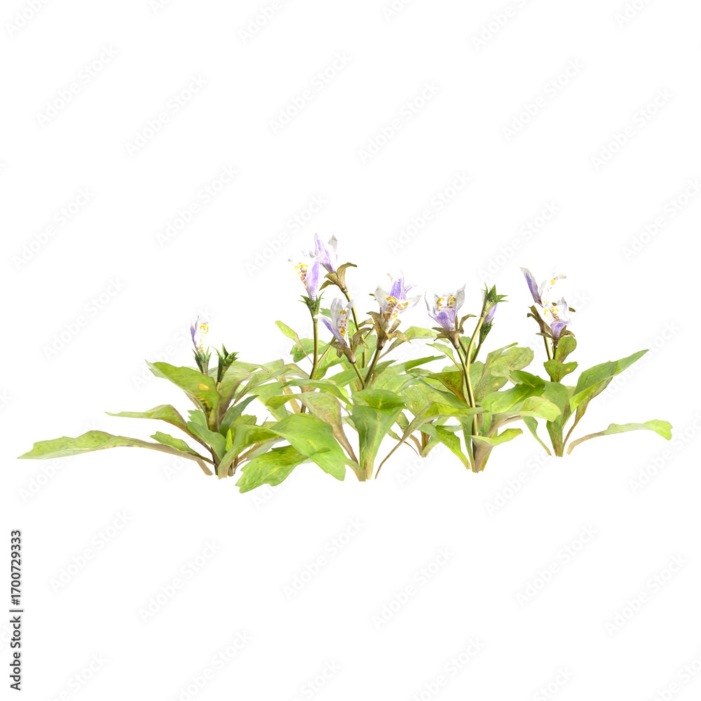 Naklejka premium 3d illustration of bush mazus pumilus isolated on transparent background