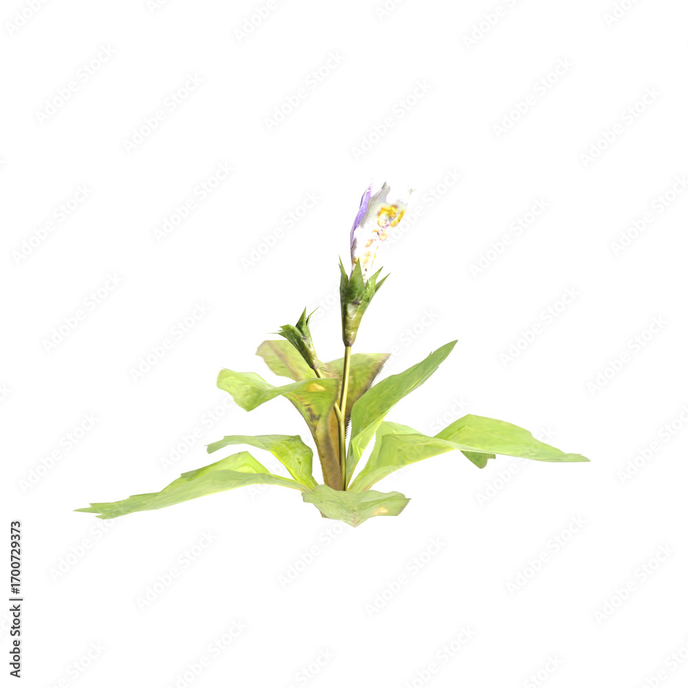 Fototapeta premium 3d illustration of bush mazus pumilus isolated on transparent background