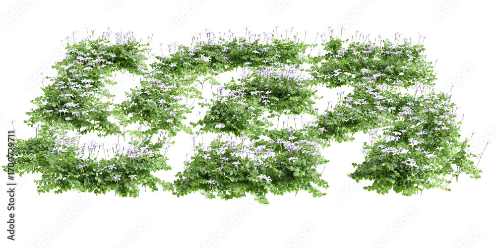 Obraz premium 3d illustration of bush Isotoma fluviatilis isolated on transparent background