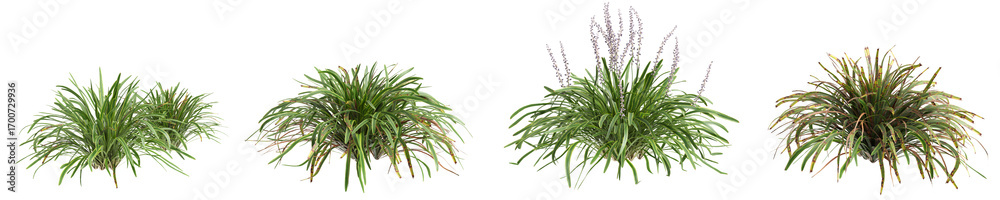 Fototapeta premium 3d illustration of set bush Liriope muscari variegata isolated on transparent background