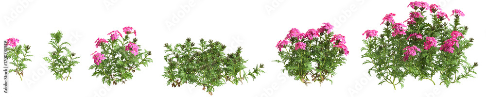 Fototapeta premium 3d illustration of set bush glandularia tenera isolated on transparent background