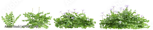 3d illustration of set bush Isotoma fluviatilis isolated on transparent background