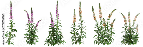 3d illustration of set bush Digitalis purpurea isolated on transparent background
